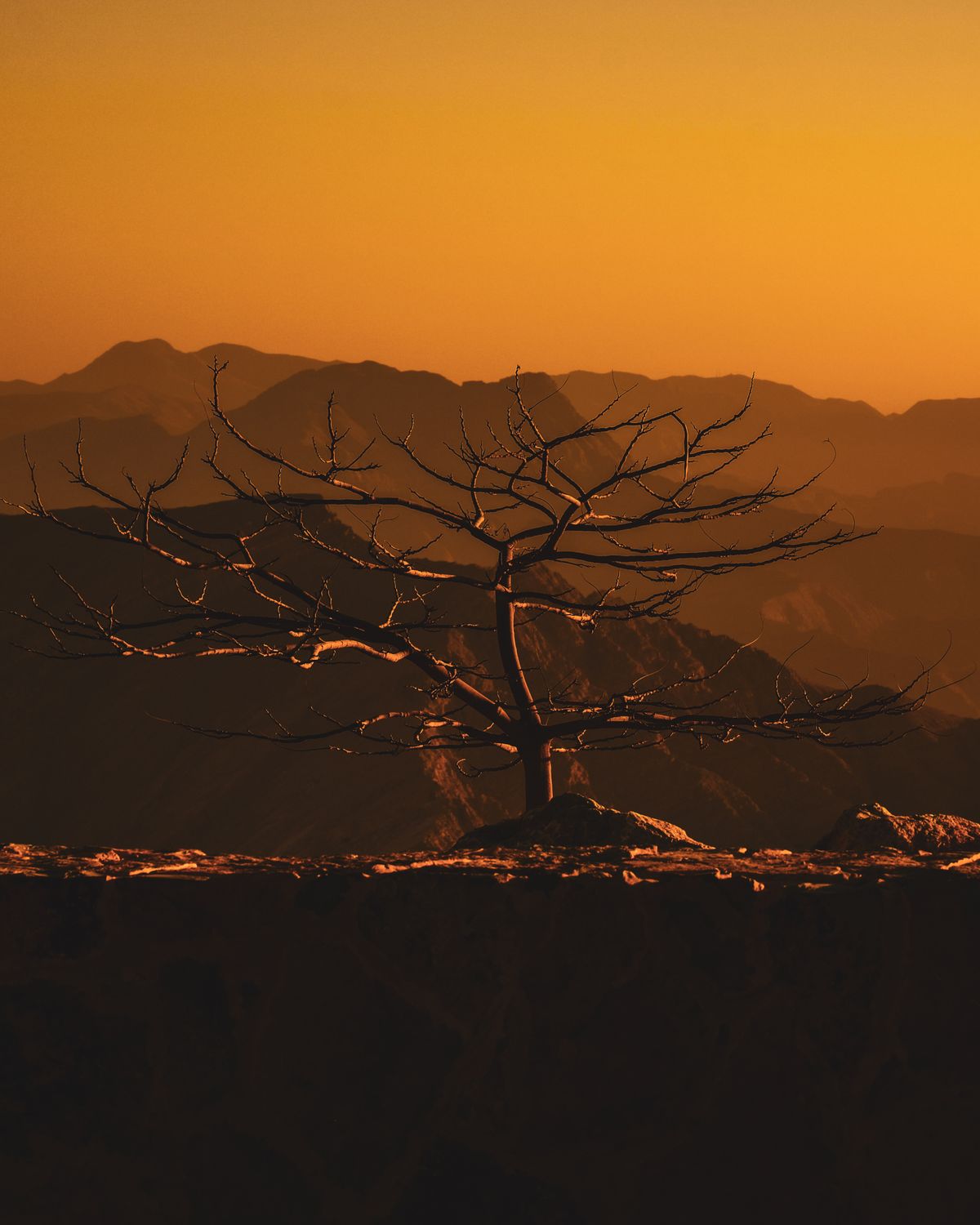 Sulette Ras Silhouette of Tree at Sunset in Ras Al Khaimah · Free Stock Photo