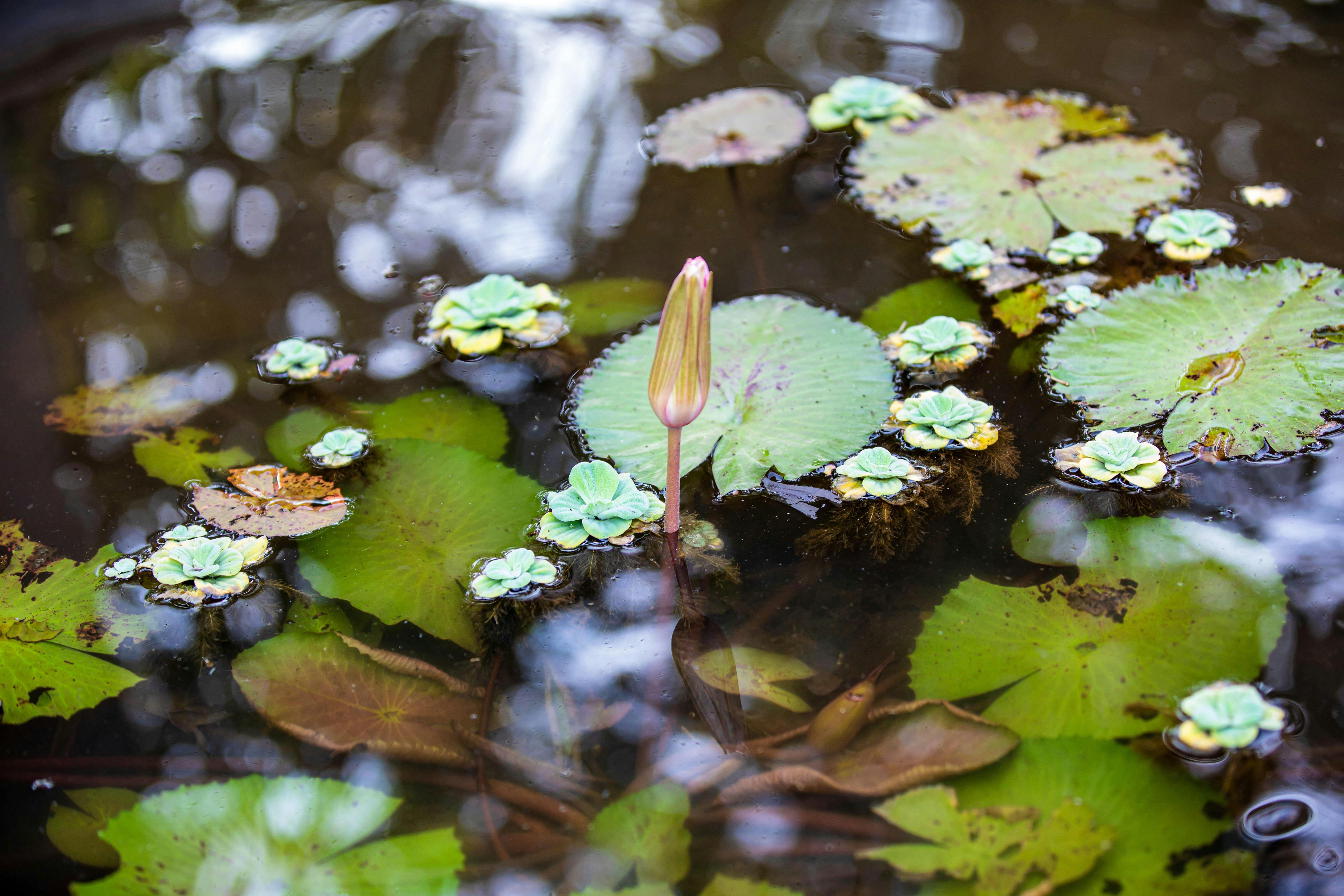 A tranquil pond scene featuring water lilies, leaves, and a budding flower.