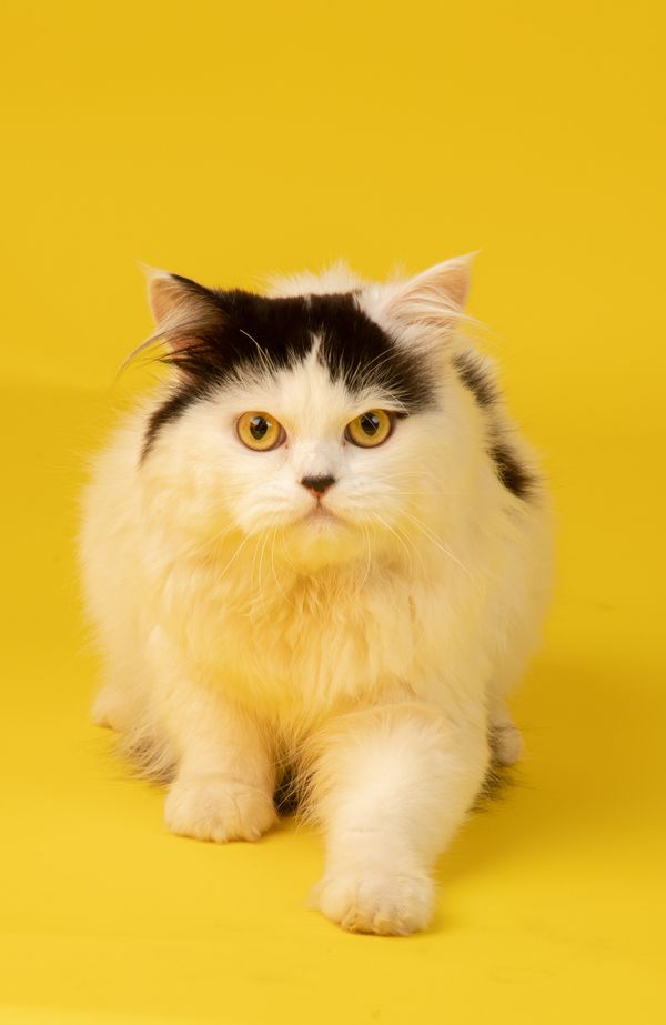 Fluffy kitten study — photo by Anil Sharma on Pexels