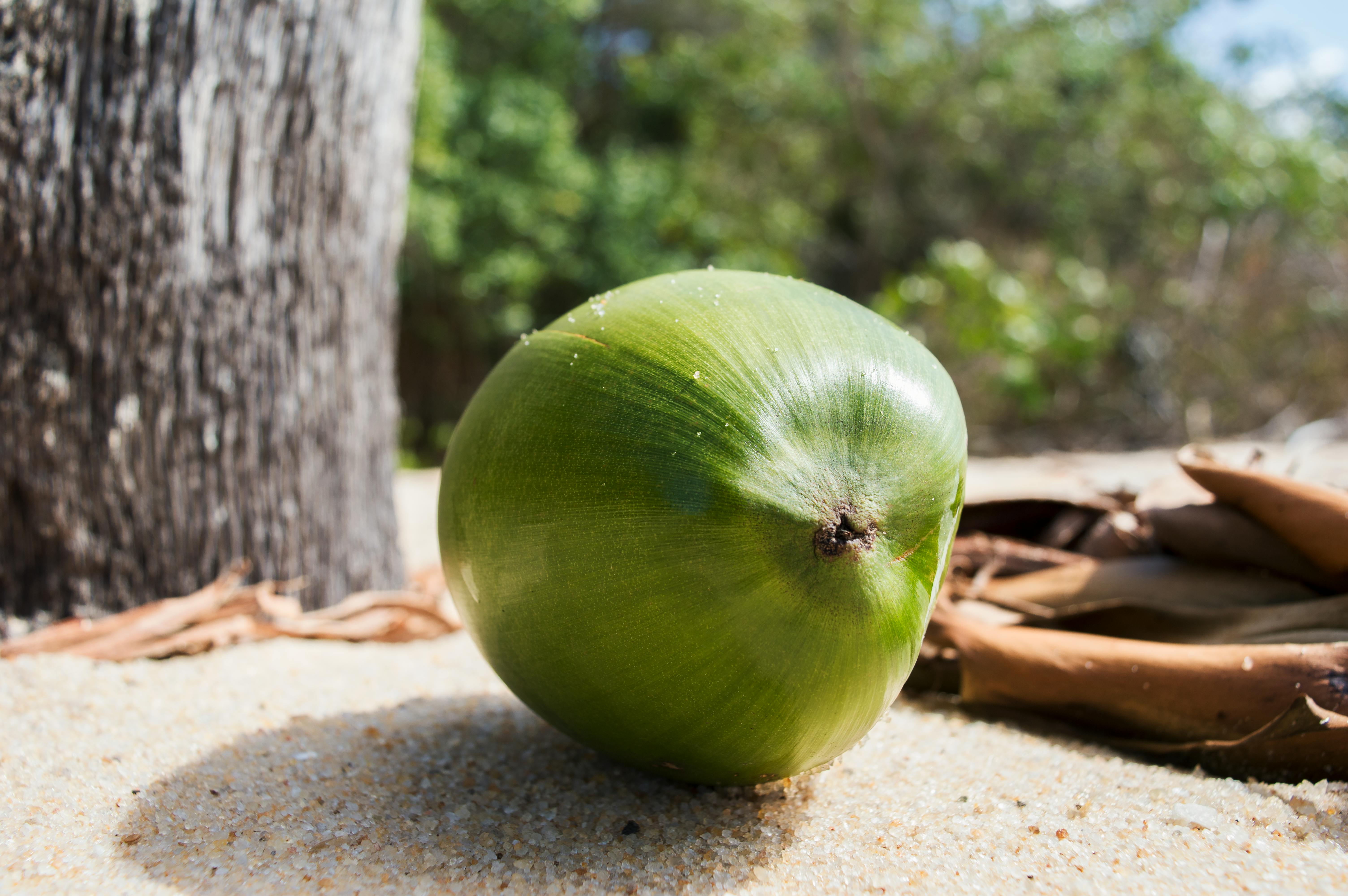 Free stock photo of beach, coconut, green