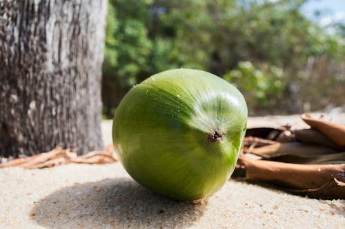 Gratis stockfoto met groen, kokosnoot, strand