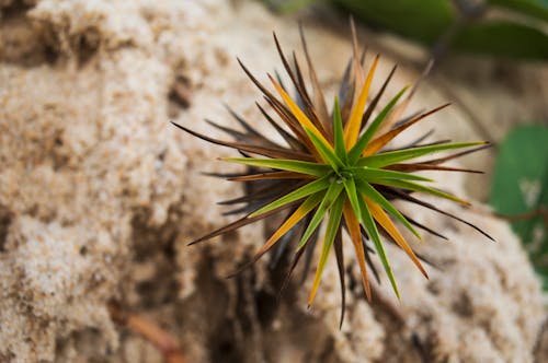 Foto d'estoc gratuïta de estrella, flor, planta