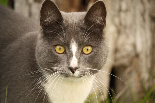 Free A captivating close-up of a grey and white cat with striking yellow eyes in a natural setting. Stock Photo