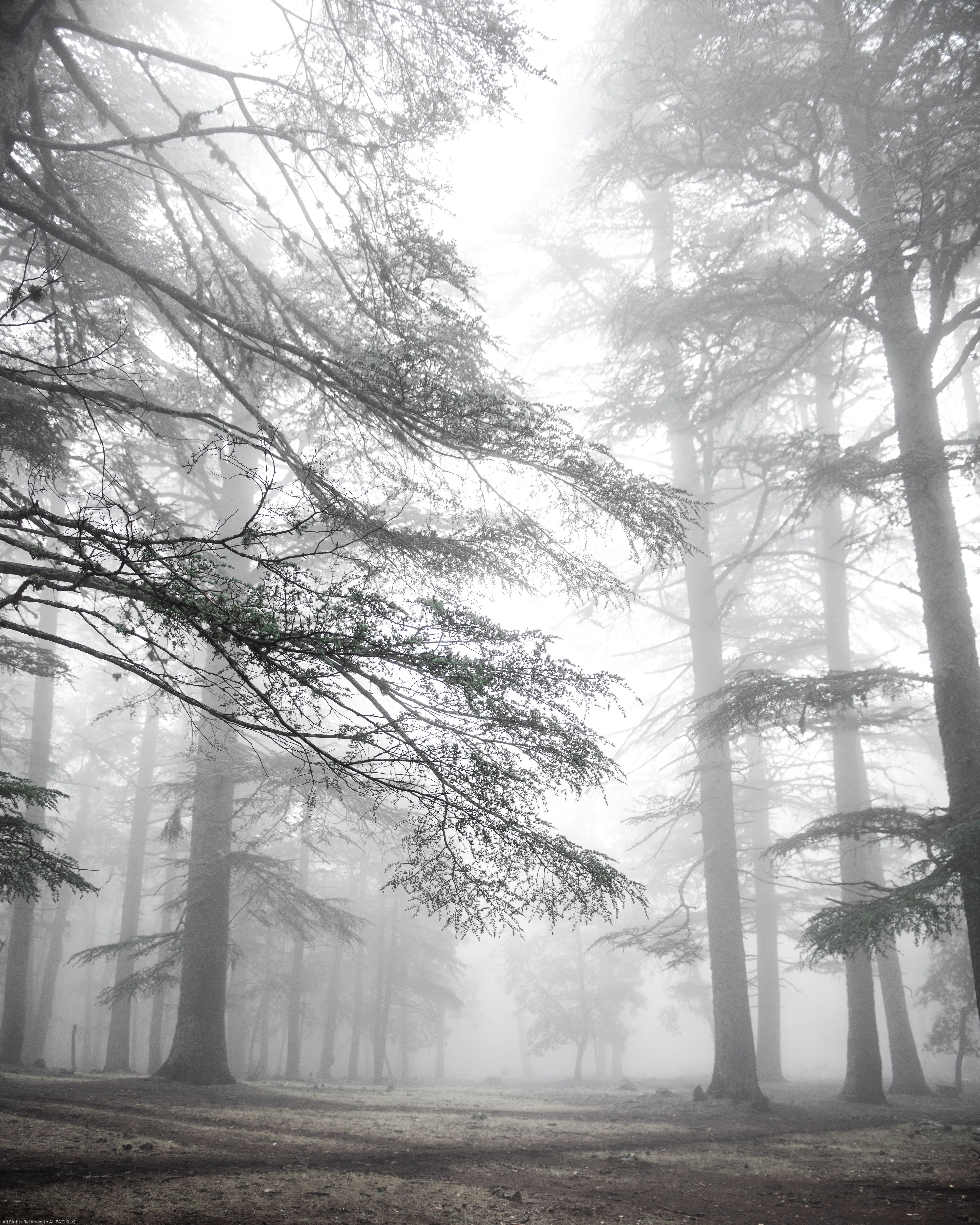 Misty Forest with Tall Trees and Fog · Free Stock Photo