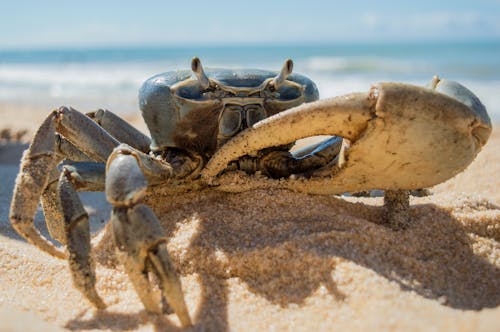 Krabbe Am Strand