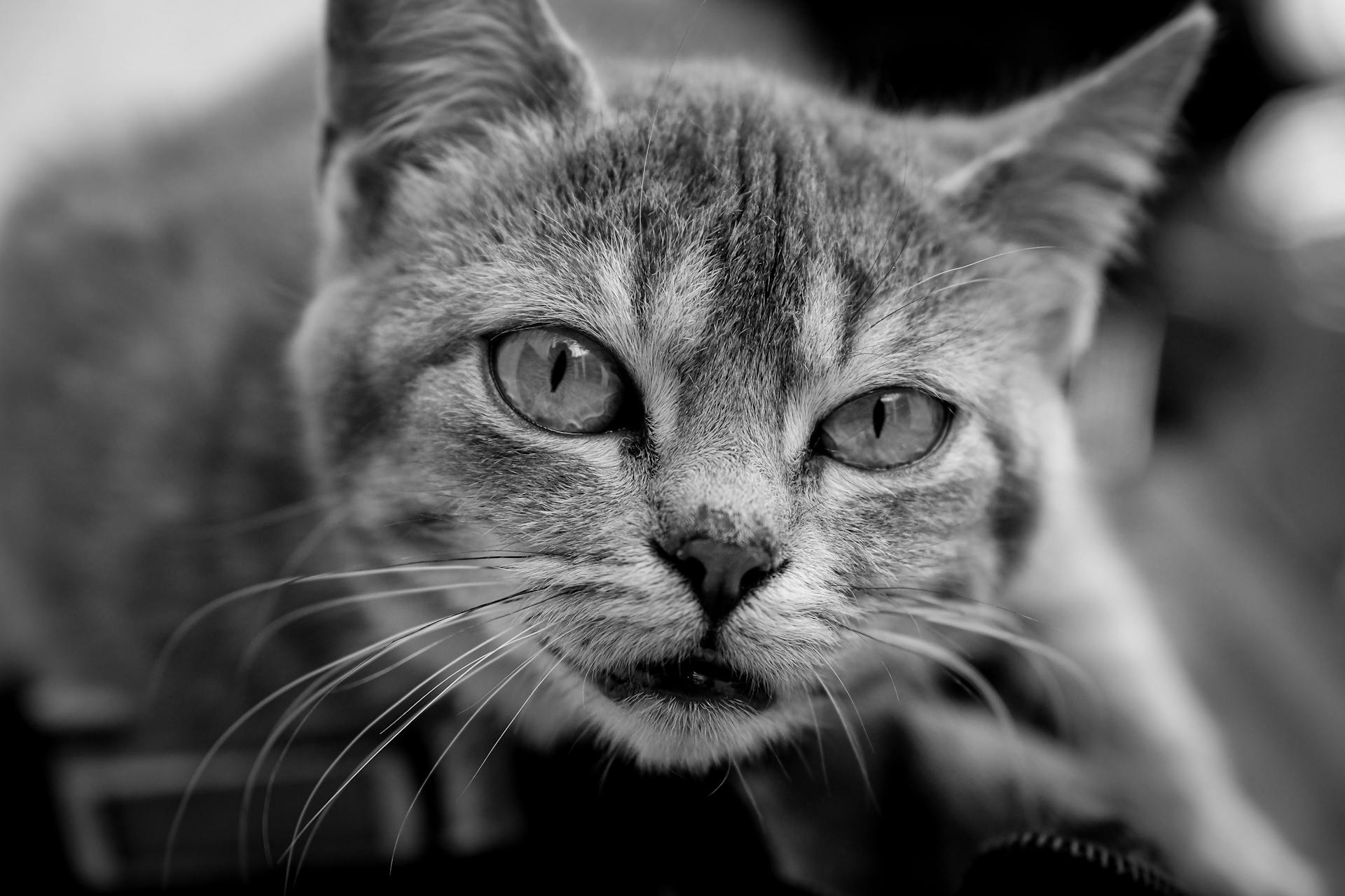 Striking black and white cat portrait highlighting intricate facial details.