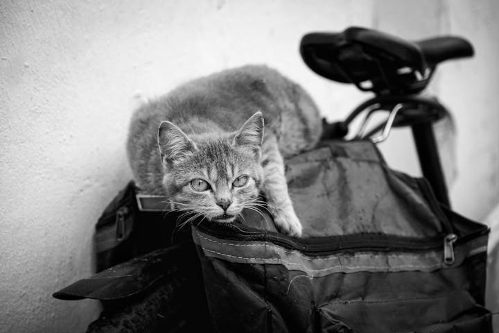 5. Consejos para el Mantenimiento de tu Bicicleta Plegable