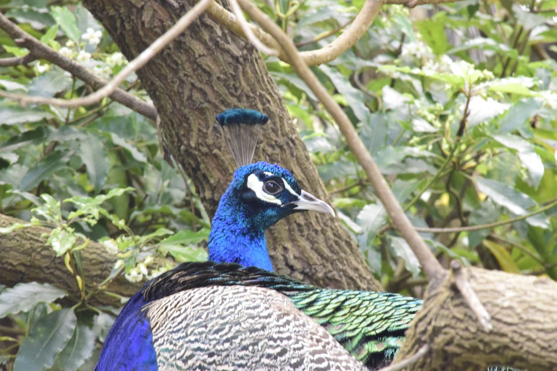 Free stock photo of feathers, peacock, peacock feathers