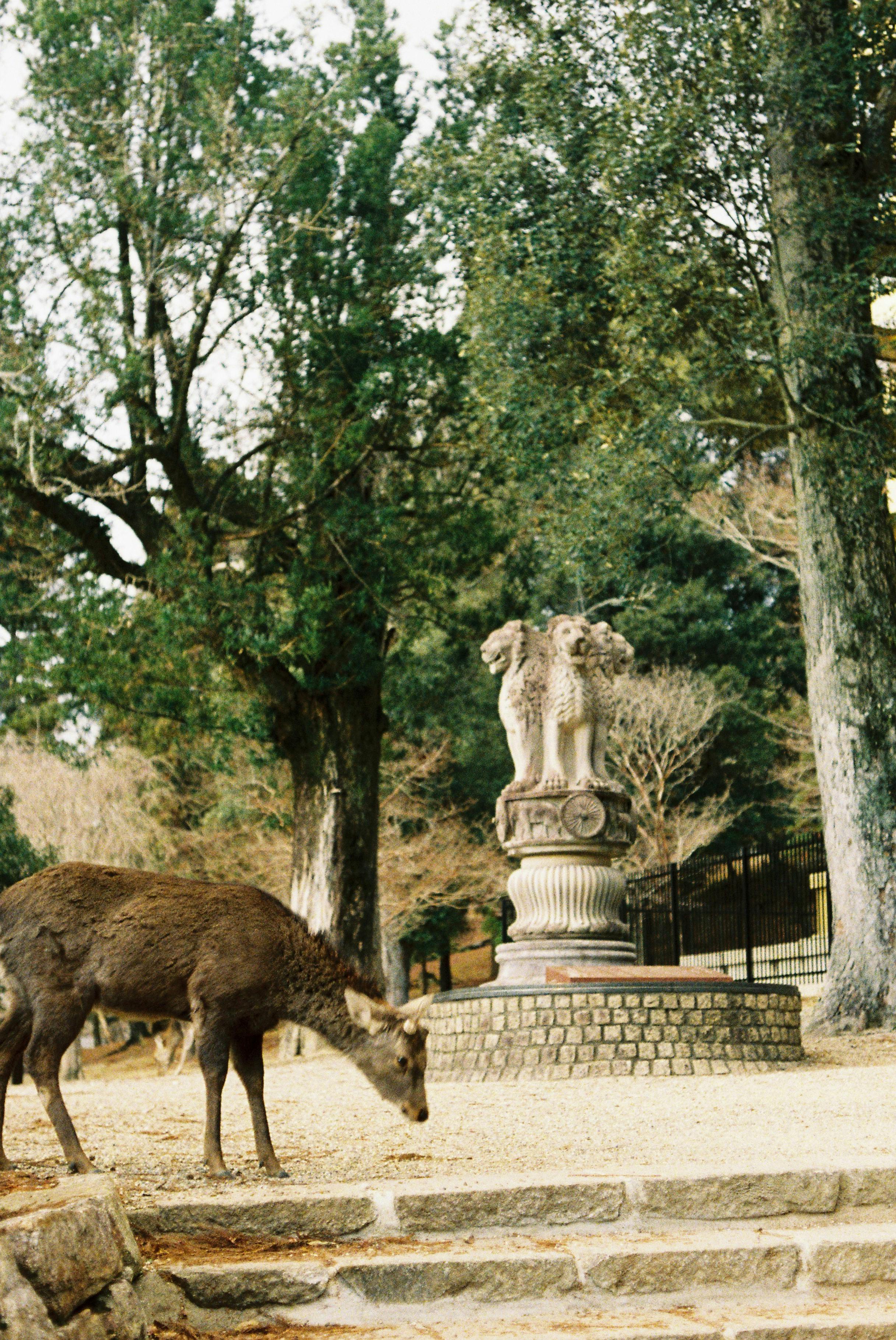 A deer grazing in an Osaka park near a historic stone sculpture, surrounded by lush greenery.