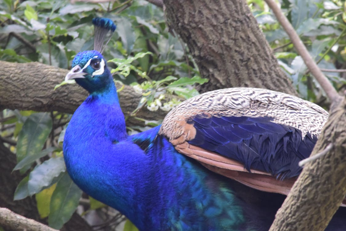 Free stock photo of feathers, peacock, peacock feathers