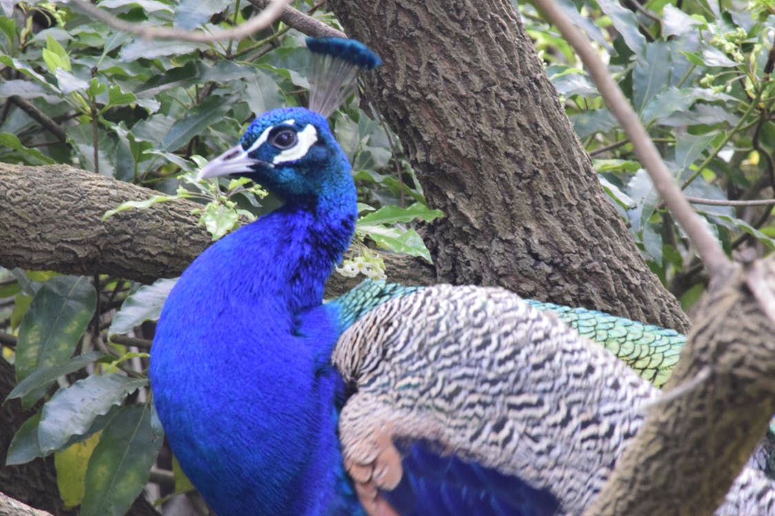 Free stock photo of blue, feathers, peacock