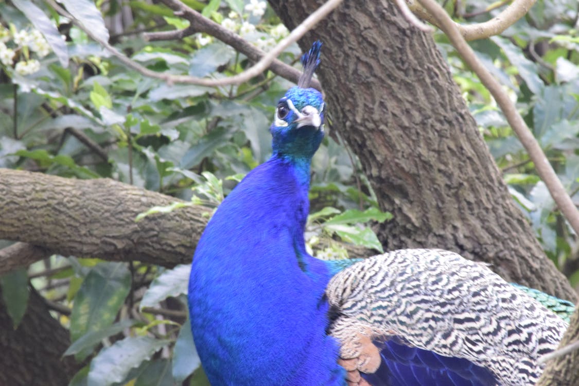 Free stock photo of blue, feathers, peacock