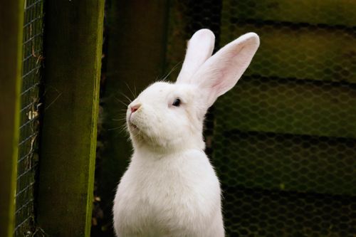 Free Close-up of a large white rabbit looking out from a wooden enclosure outdoors. Stock Photo