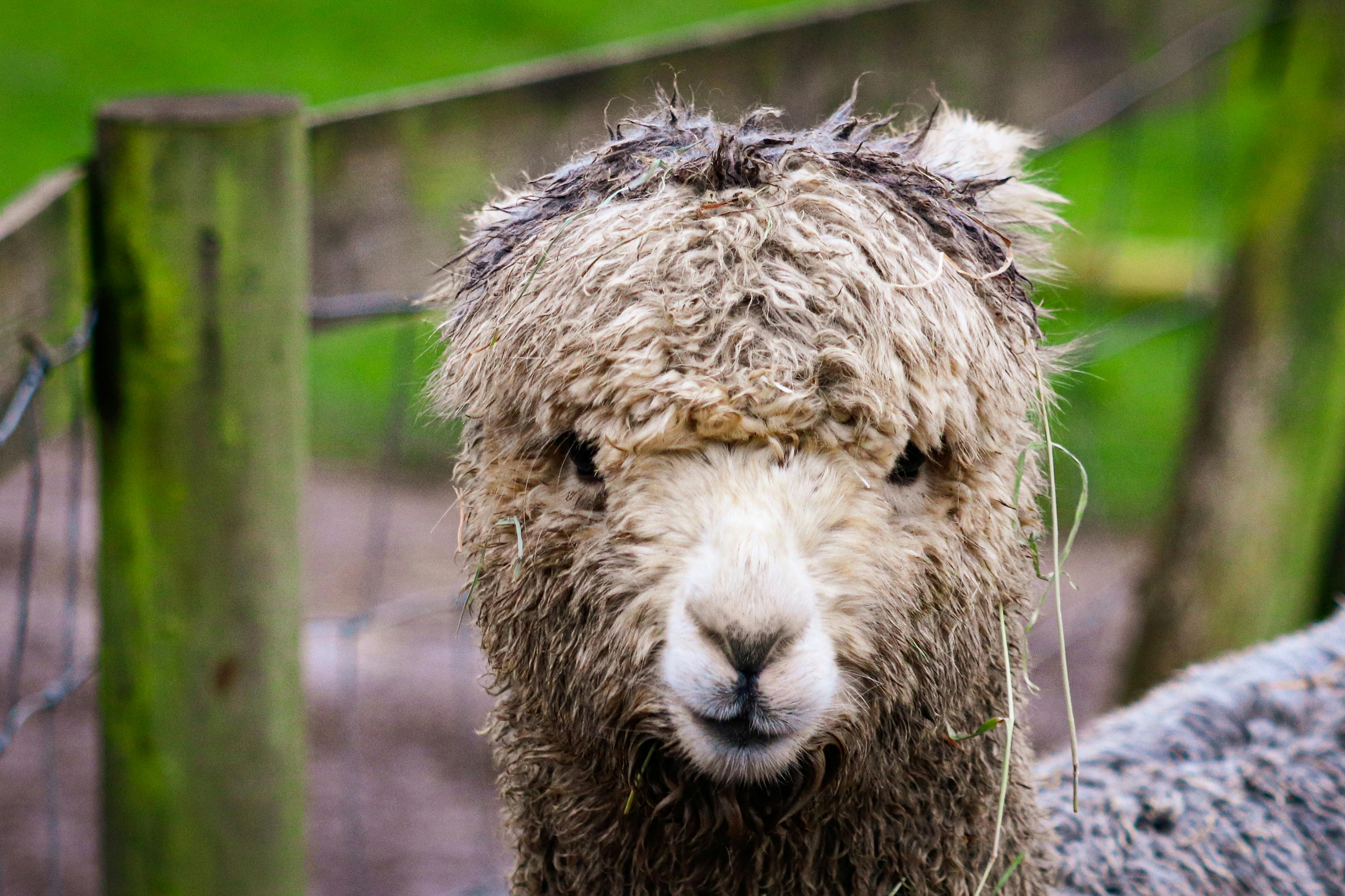Free A fluffy alpaca gazes into the camera, surrounded by greenery in a fenced pasture. Stock Photo