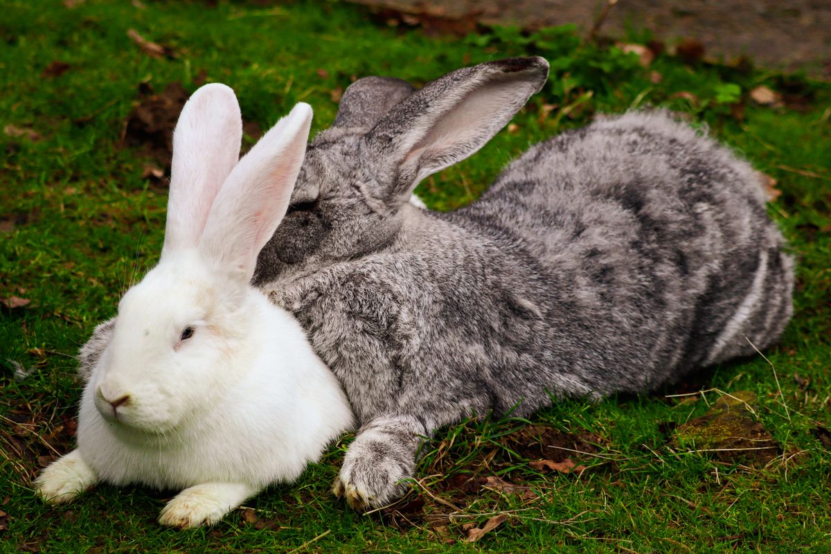Beige Rabbit Resting on Green Grasses during Daytime · Free Stock Photo