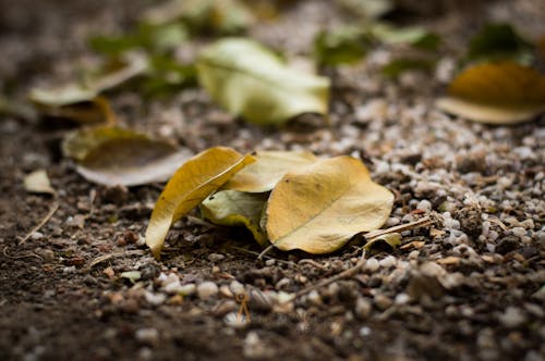 Free stock photo of autumn, change, starting