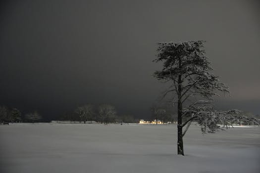 A lone tree covered in snow stands against a dark winter twilight in Stamford.
