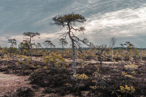 Free Idyllic view of a tranquil bog landscape with stunted pine trees and cloudy skies. Stock Photo