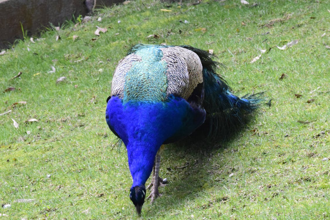 Free stock photo of blue, feathers, peacock