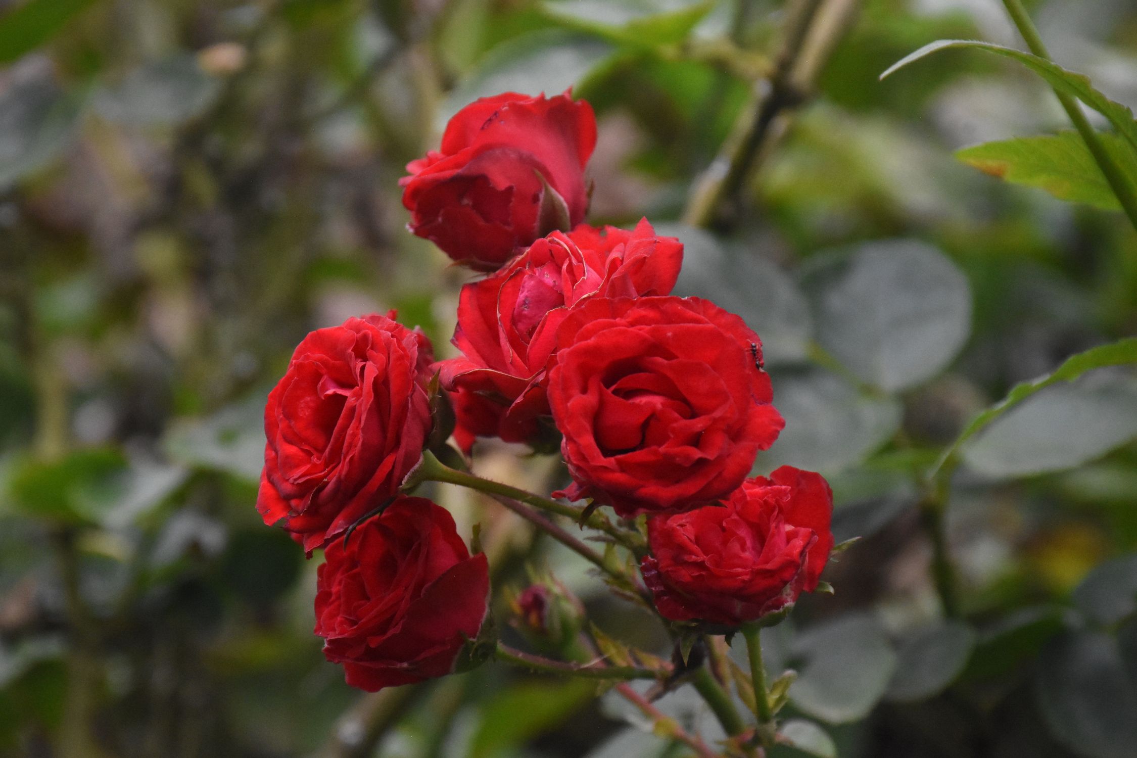 Red Roses Bloomind Vibrant Red Roses Blooming in Lush Garden · Free Stock Photo