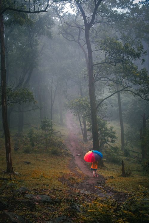 Free Person with colorful umbrella walking through misty forest path, creating a serene atmosphere. Stock Photo