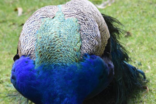 Fotos de stock gratuitas de azul, pavo real, plumas