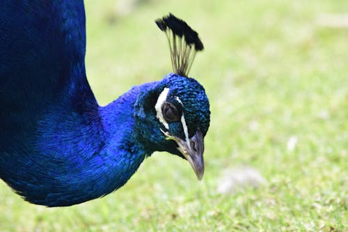 Foto profissional grátis de azul, pavão, penas