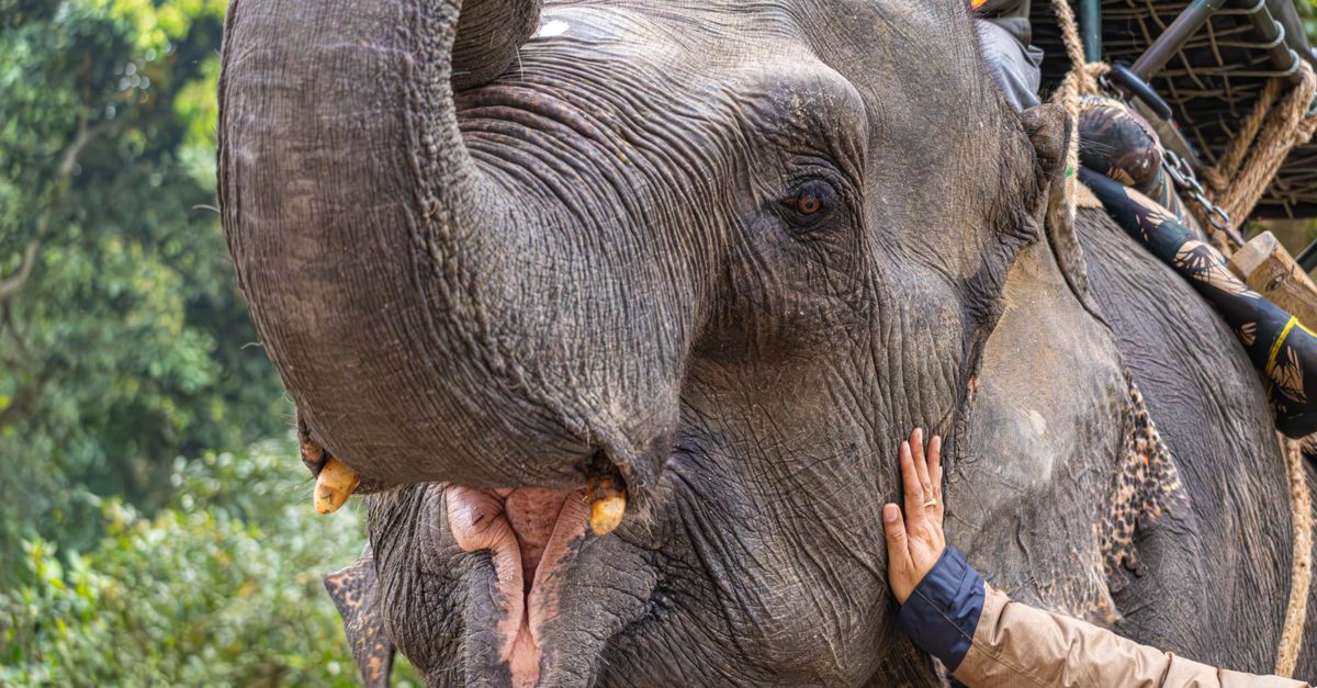 Beyond Borders: How Tripura's Local Communities Drive Wildlife Conservation