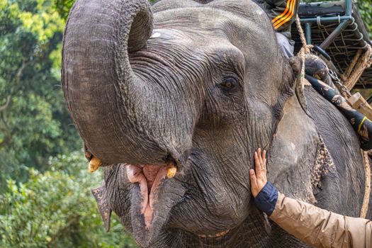 A majestic elephant being gently touched by a visitor, showcasing nature's harmony.