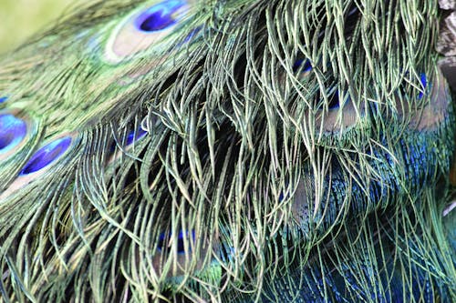 Foto profissional grátis de azul, pavão, penas