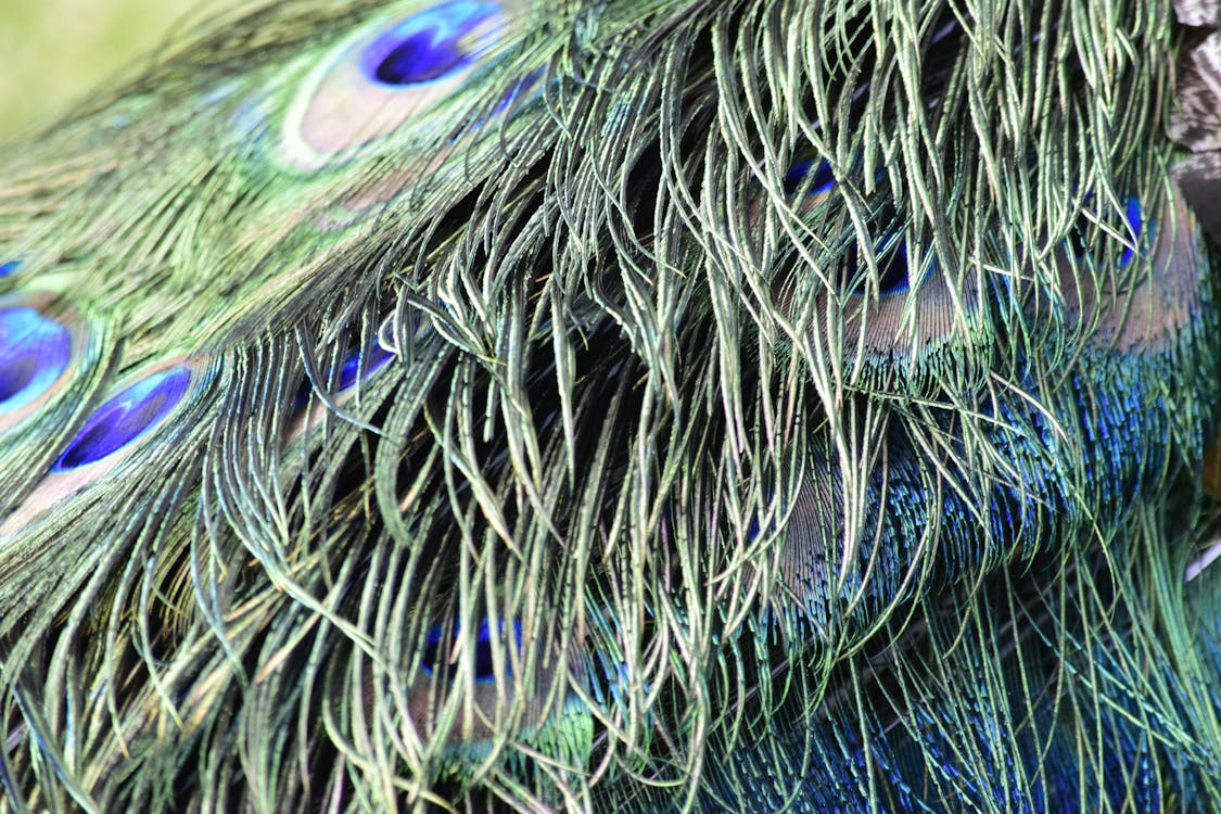 Free stock photo of blue, feathers, peacock