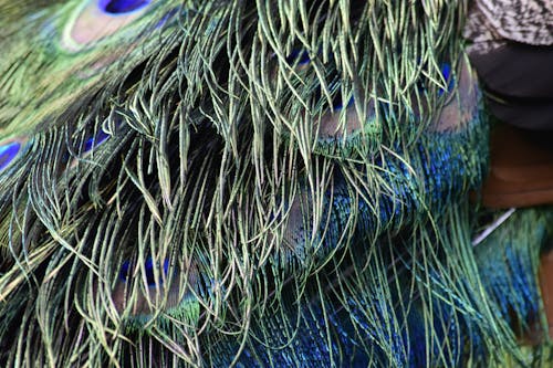 Darmowe zdjęcie z galerii z niebieski, paw, pawie pióra