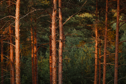 Free View of sunlit pine trees in a serene evergreen forest creating a natural atmosphere. Stock Photo