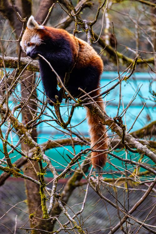 Free A red panda rests gracefully on tree branches, captured in Sikkim, India. Stock Photo