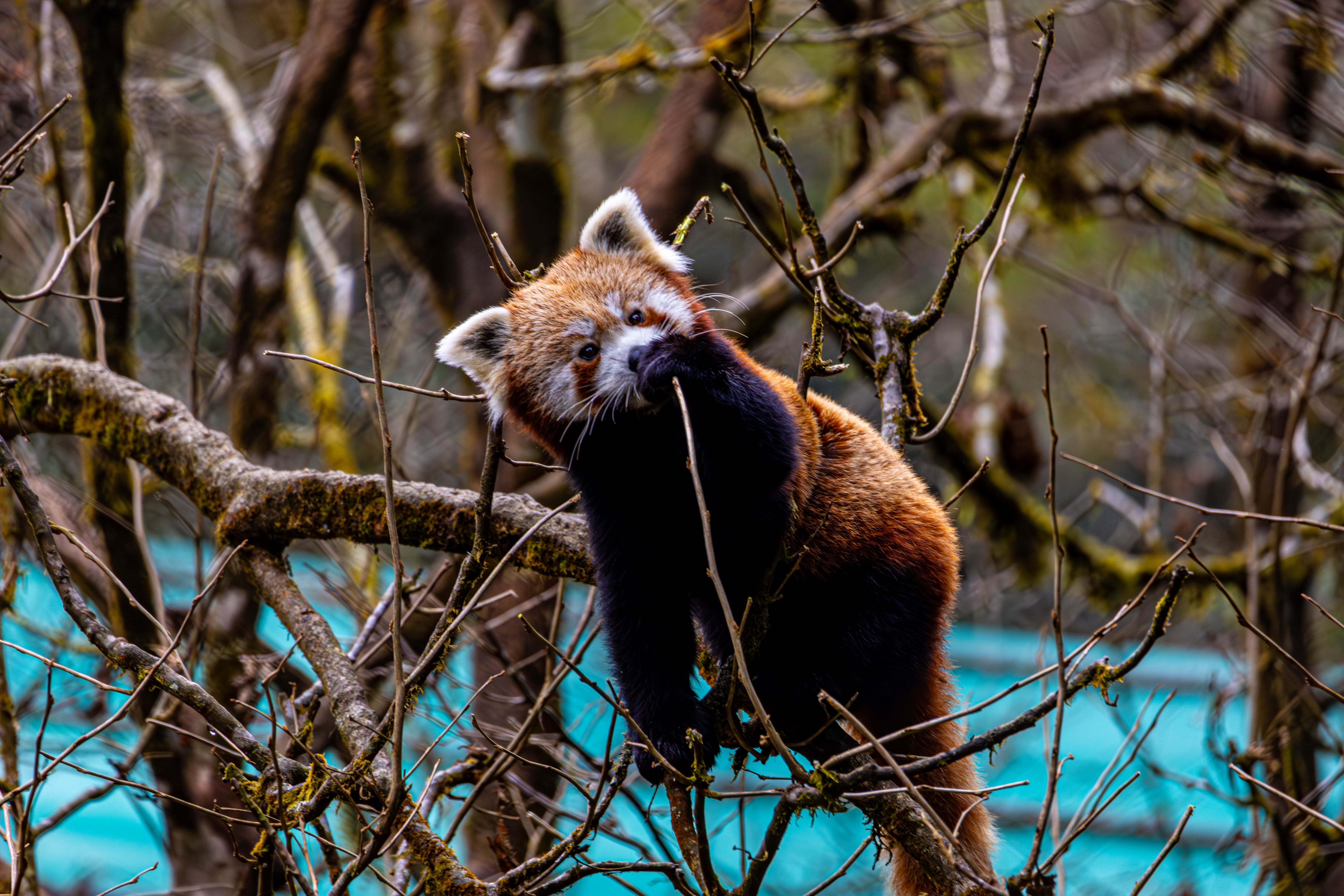 Red Panda in Sikkim Forest Habitat · Free Stock Photo