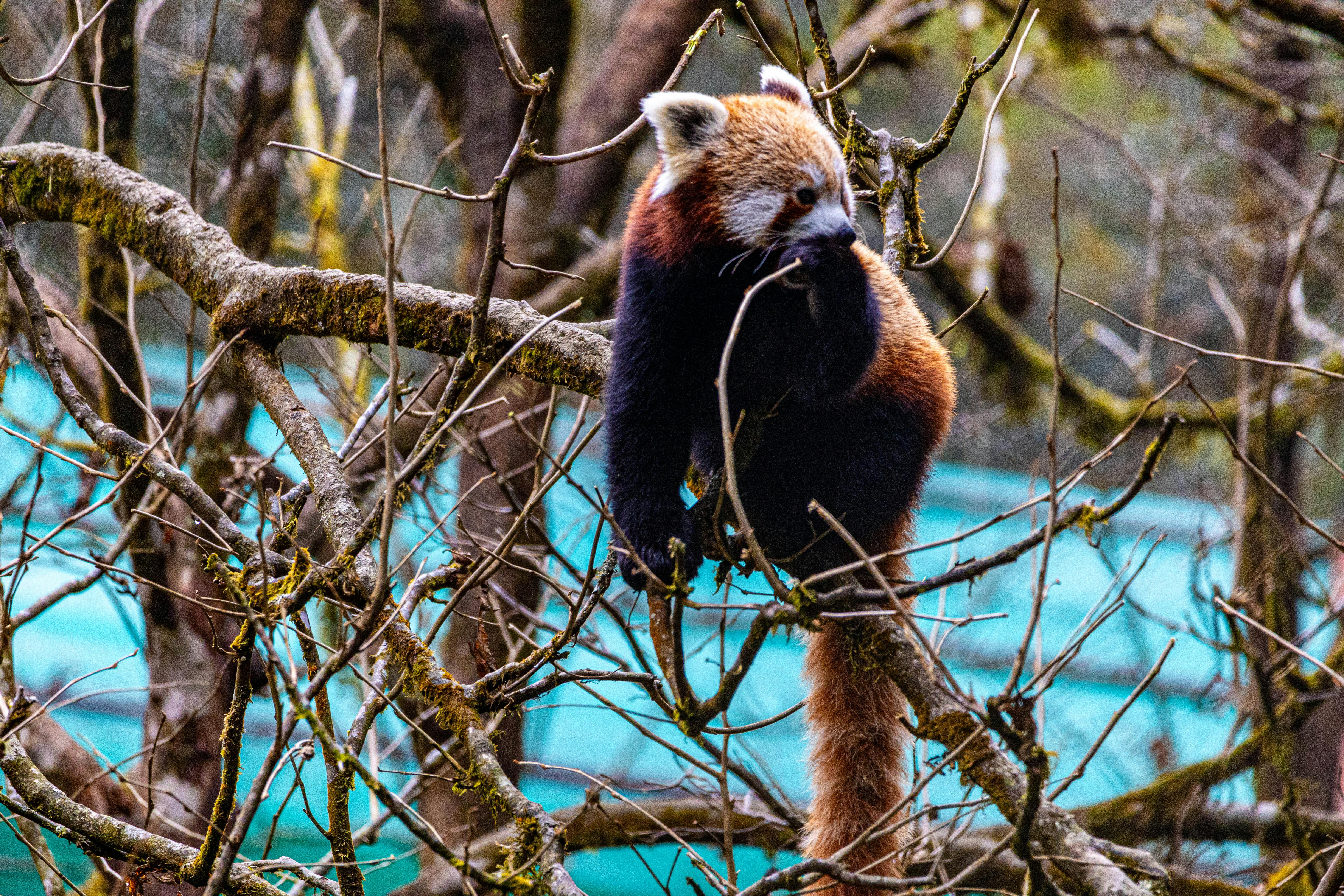 Protecting Sikkim's Pristine Habitats: A Guide to Conserving Himalayan Wildlife