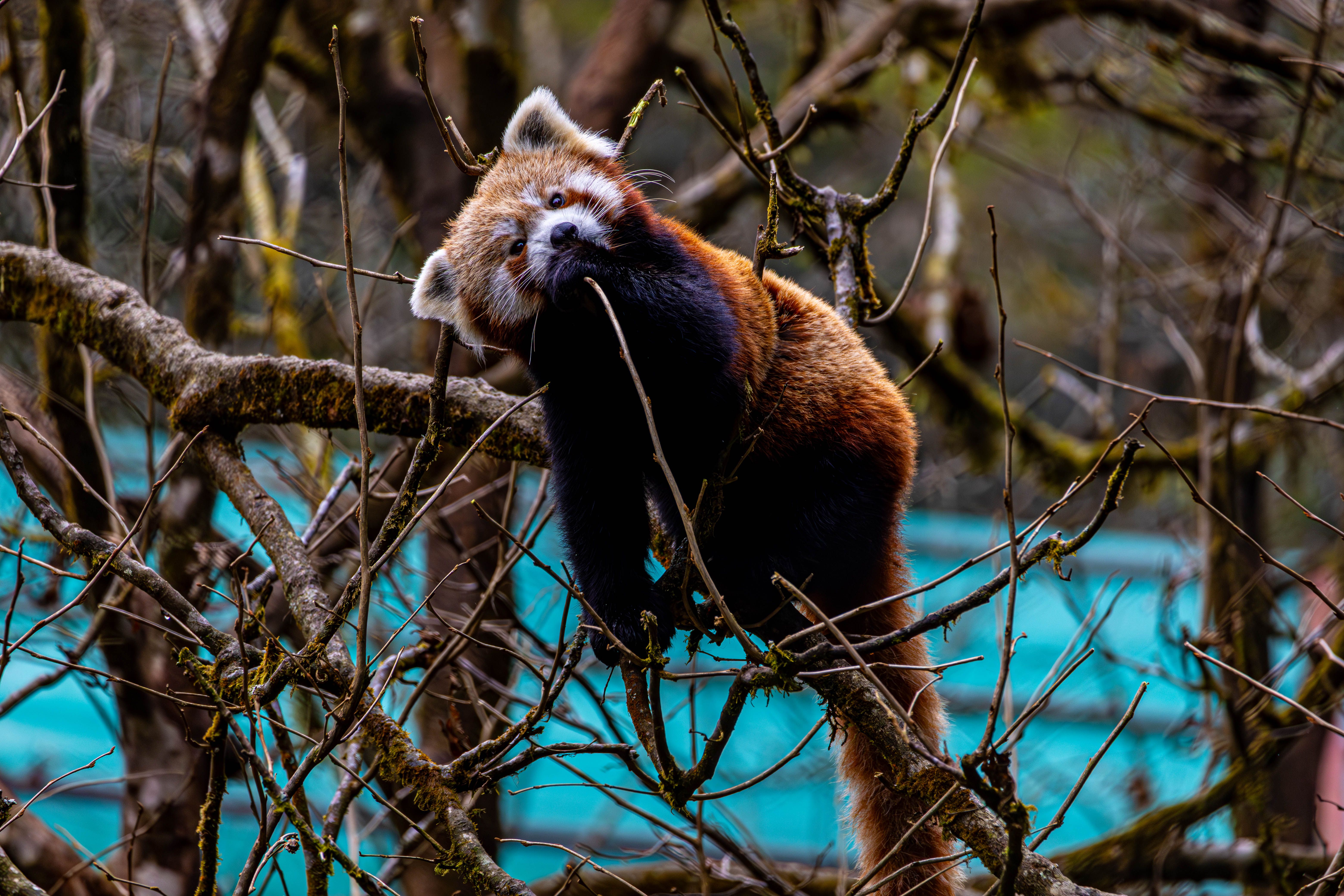 Protecting Sikkim's Pristine Habitats: A Guide to Conserving Himalayan Wildlife