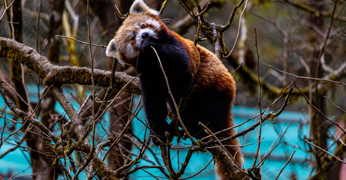 Protecting Sikkim's Pristine Habitats: A Guide to Conserving Himalayan Wildlife