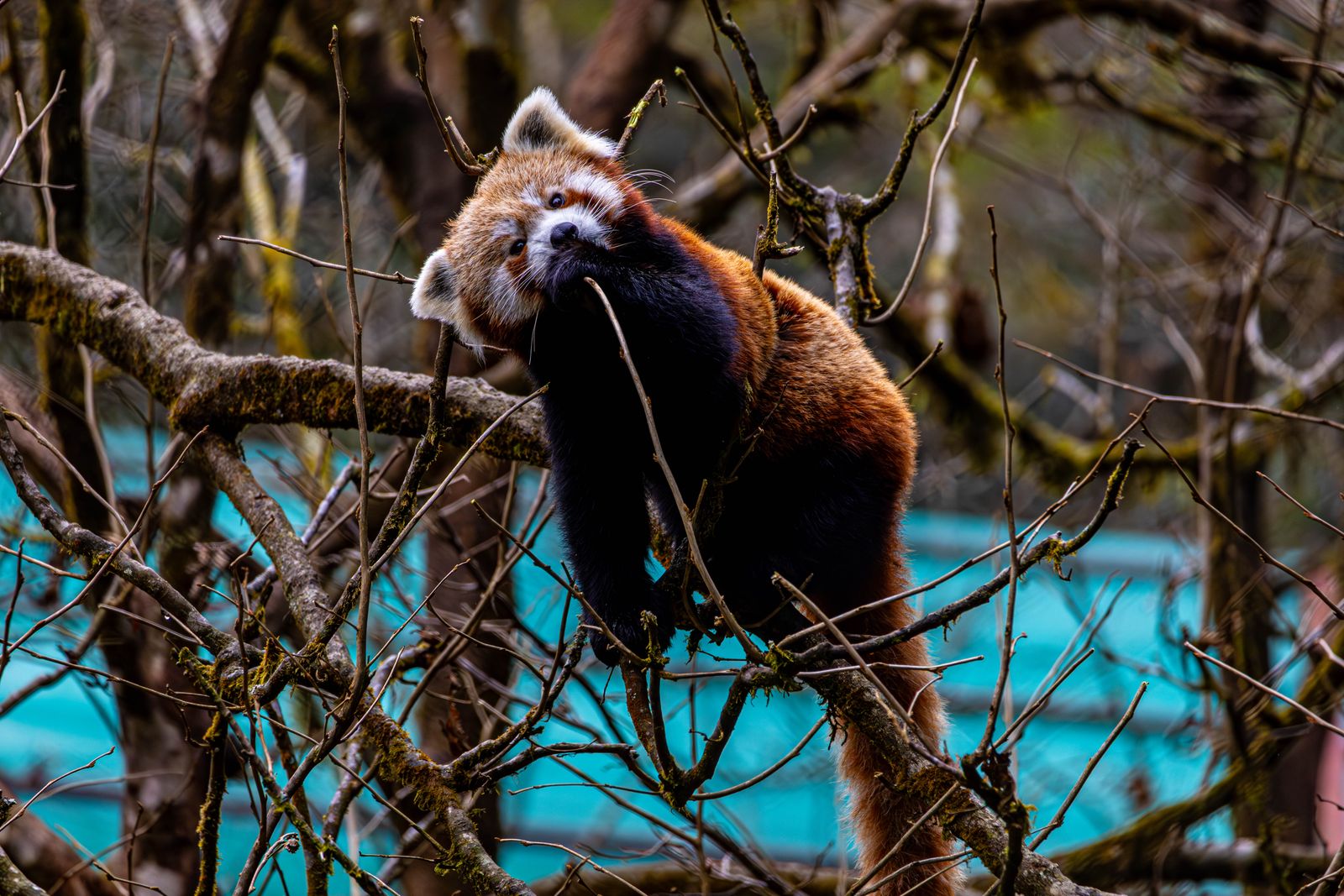 A red panda picking its way along mossy branches in a forest enclosure at a zoological park in Sikkim
