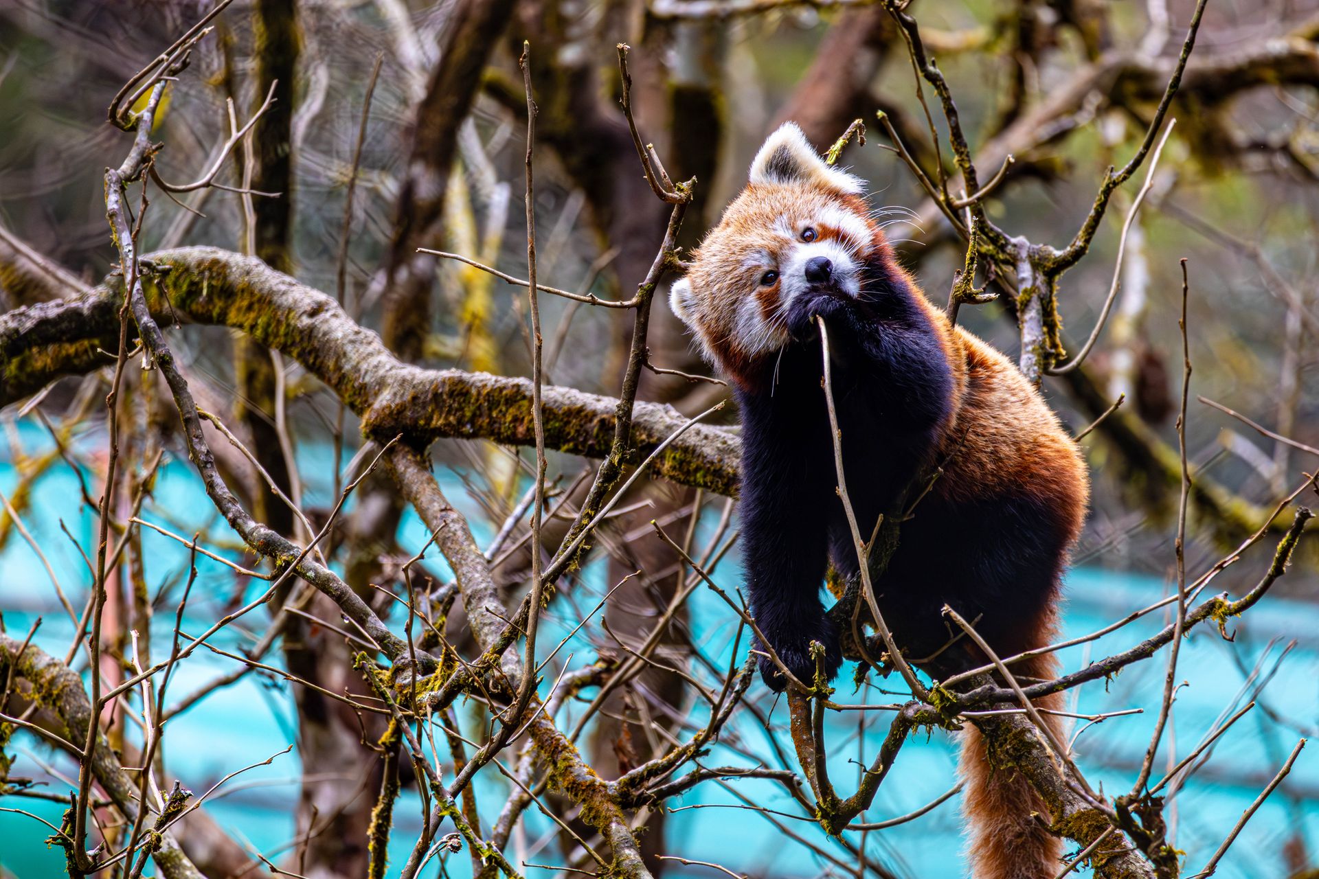 Adorable red panda climbing through trees in Sikkim's lush forest.