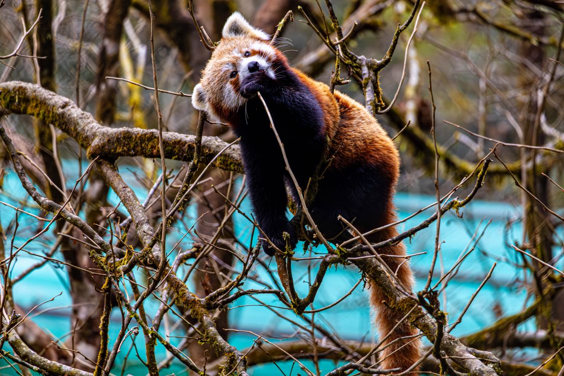 Red Panda Climbing in Sikkim Forest · Free Stock Photo