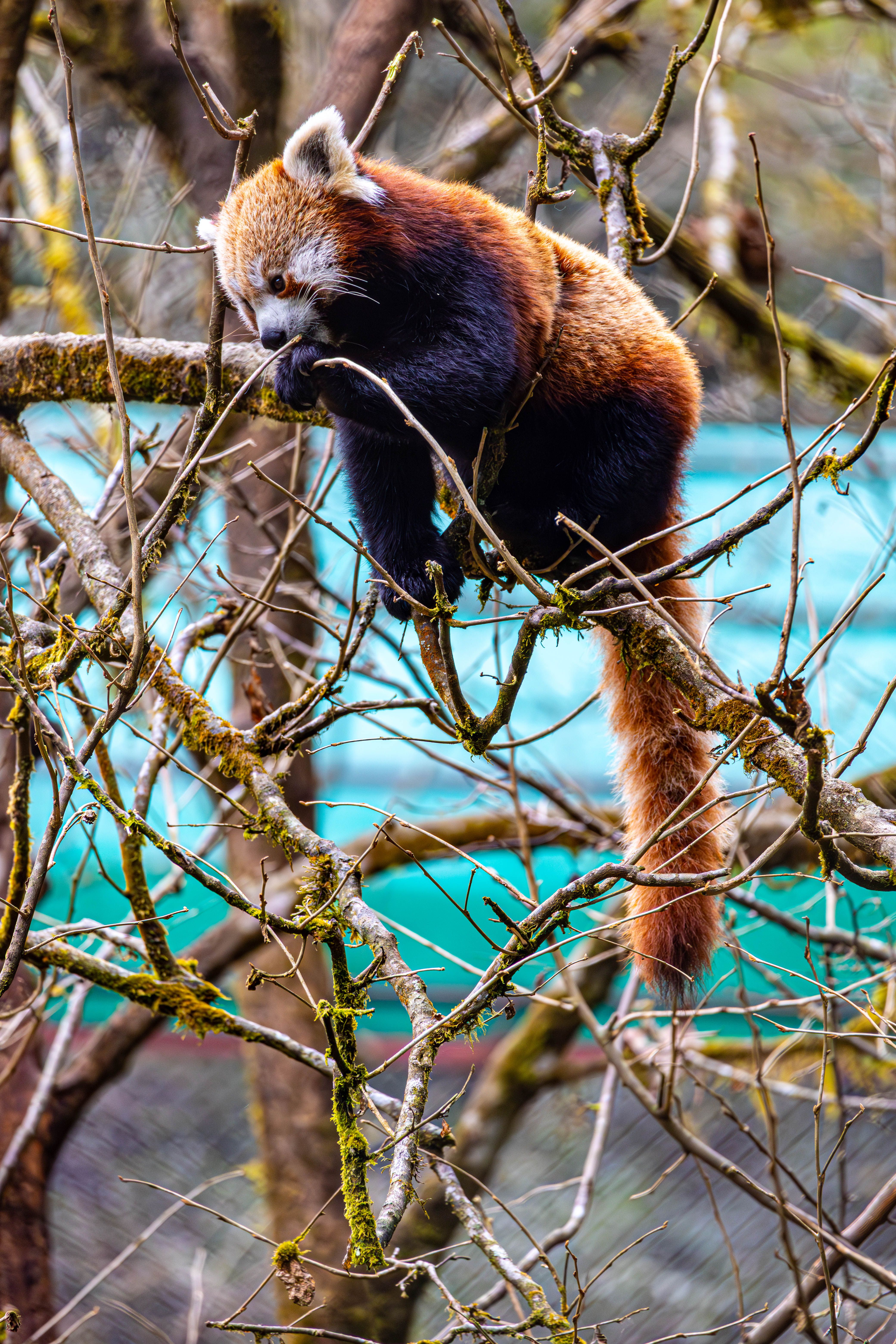 Red Panda Perched in Tree in Sikkim, India · Free Stock Photo