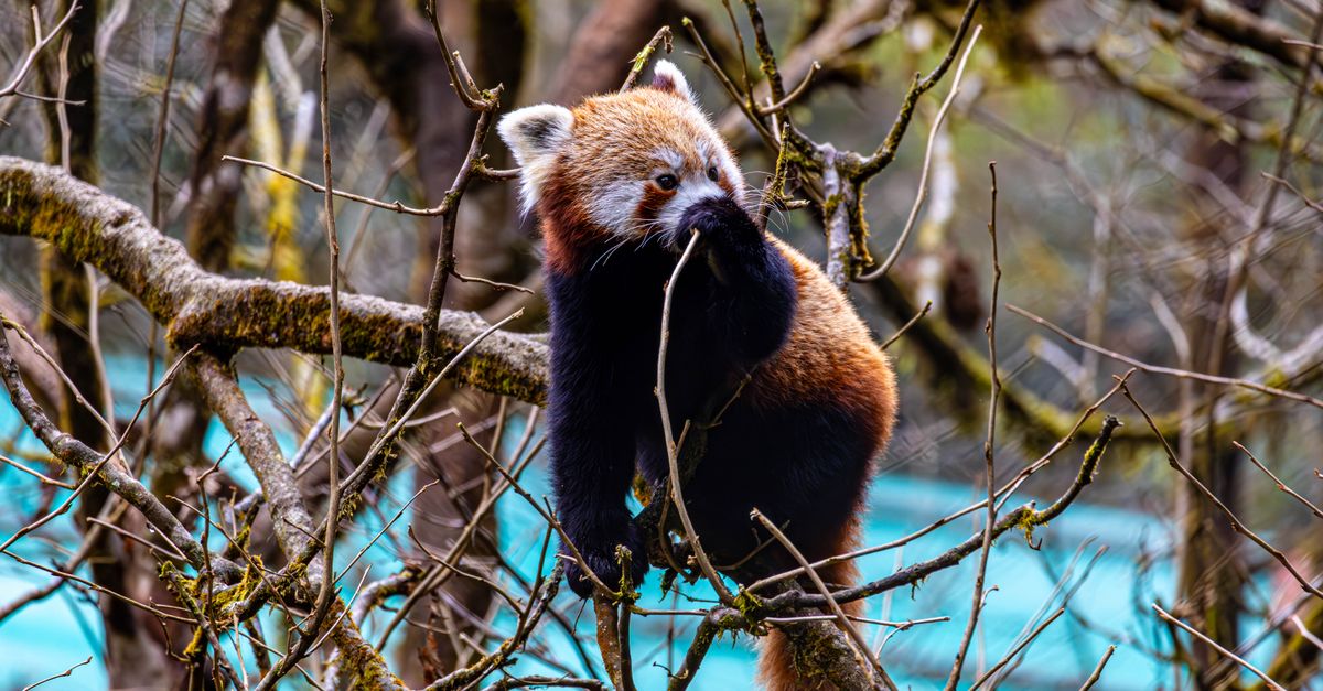 Red Panda In Wild Red Panda in Sikkim Forest Trees · Free Stock Photo