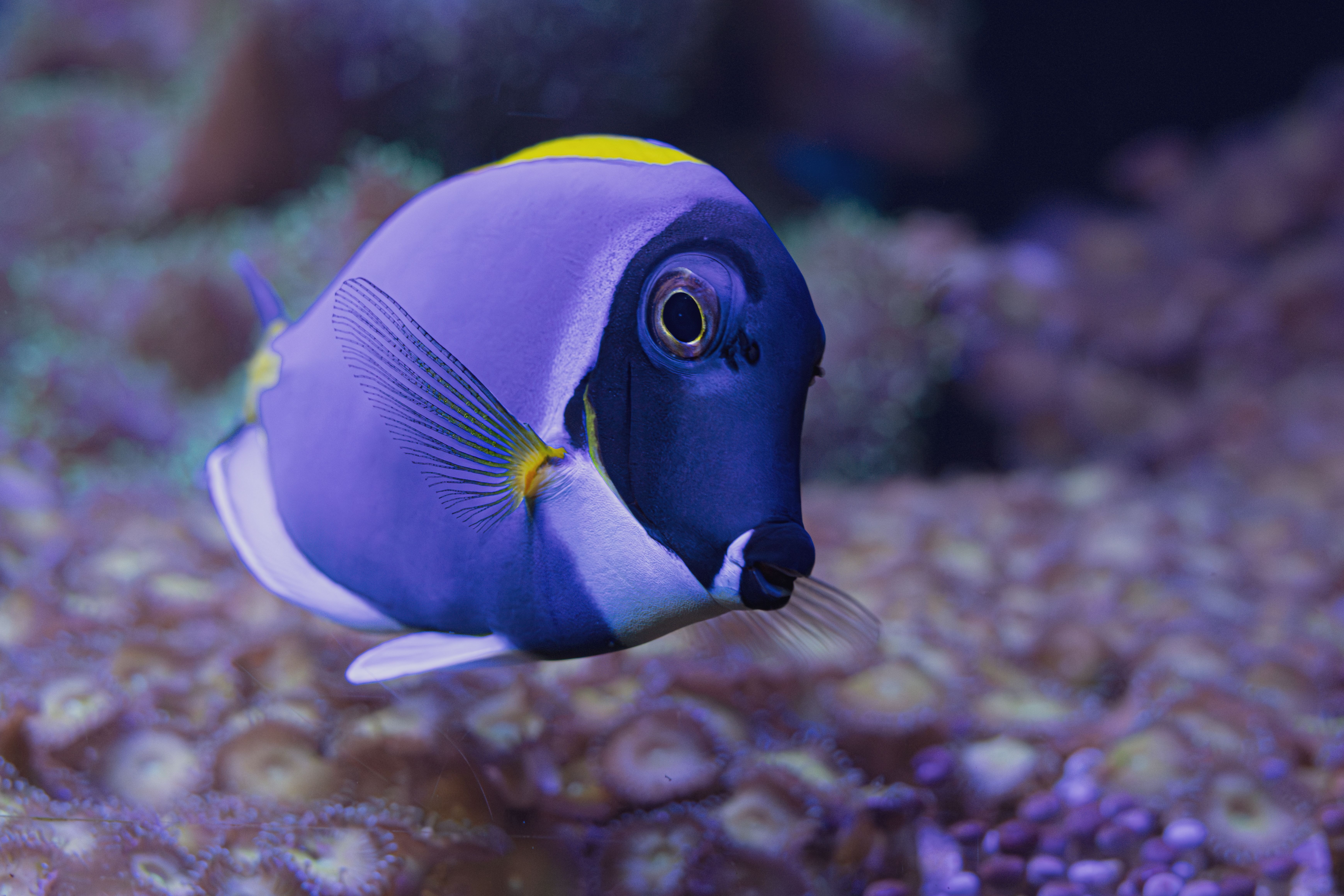 A vibrant blue tang fish swimming gracefully in an underwater coral reef scene.