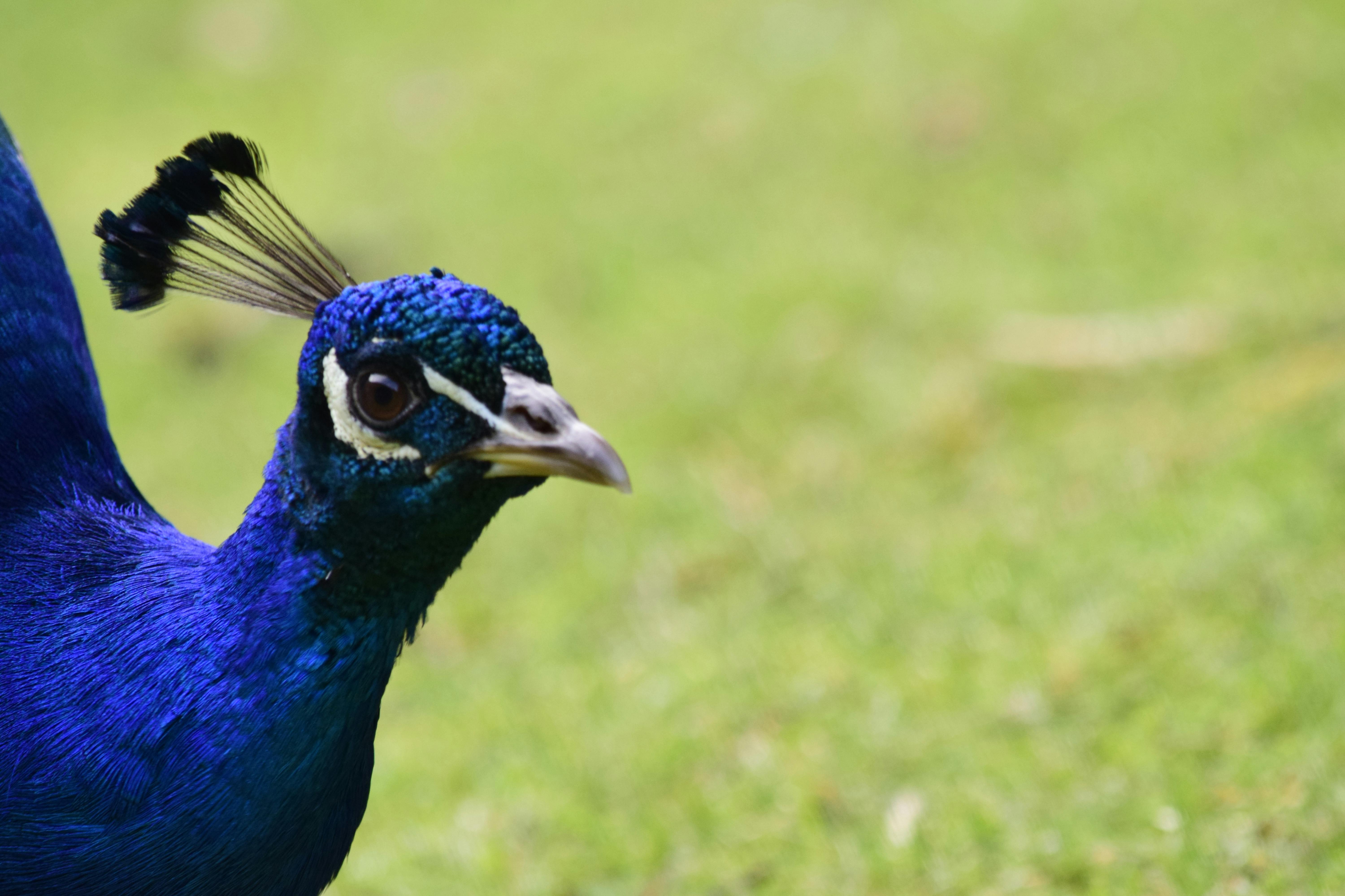 Free stock photo of blue, feathers, peacock