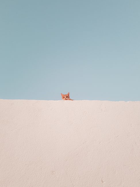 A curious tabby cat peeks over a clean minimalist wall against a blue sky.