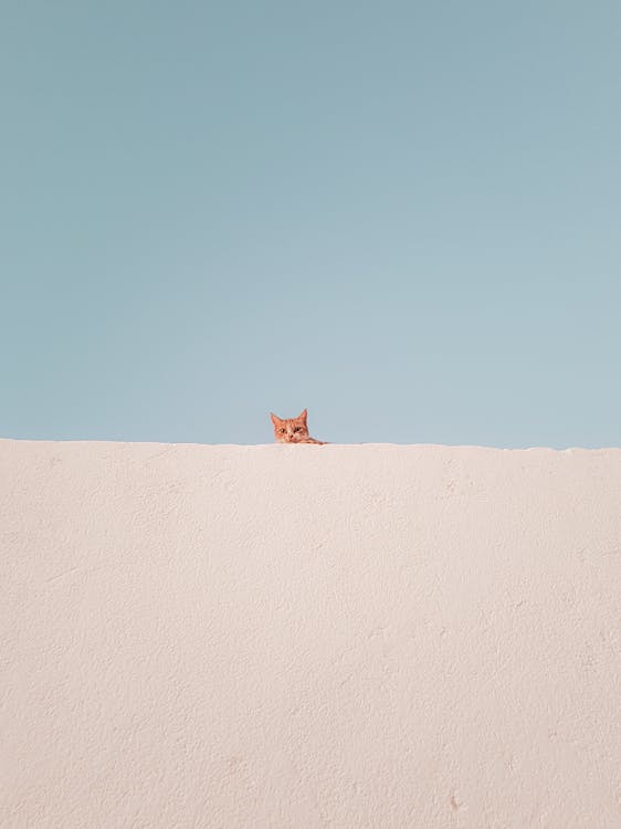 Free Peeking Little Cat Stock Photo