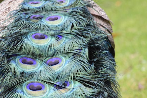 Free stock photo of blue, feathers, peacock