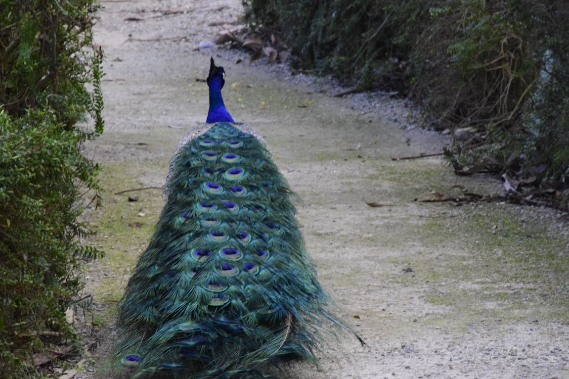 Free stock photo of blue, feathers, peacock