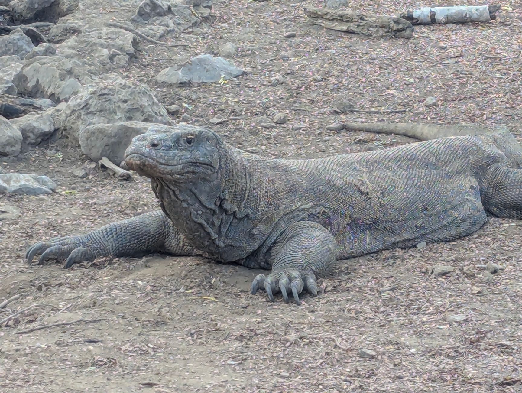 Komodo a Nusa Penida 4